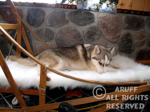 Aruff Siberian Huskies