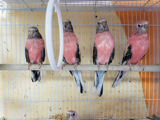 Pet Store «Louis Birds Pets & Supplies», reviews and photos, 80 Keyes St, San Jose, CA 95122, USA