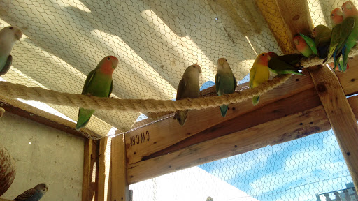 Agapornis Guegos