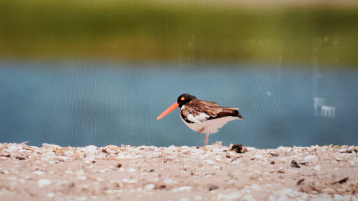 Nature Preserve «Sandy Point Bird Sanctuary», reviews and photos, Beach St, West Haven, CT 06516, USA