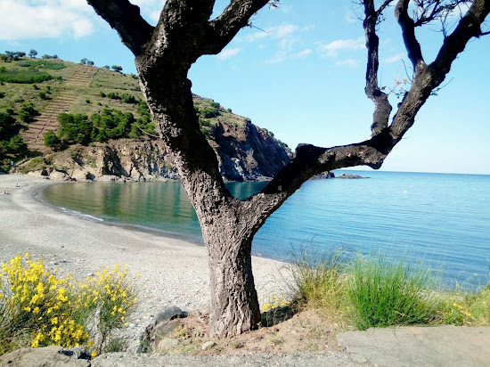 Peyrefite beach