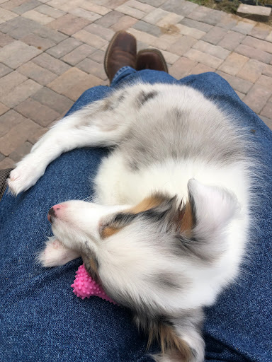 Pet Store «Pet City Pet Shops», reviews and photos, 750 Citadel Dr N # 2092, Colorado Springs, CO 80909, USA