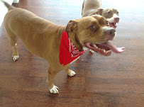 Happy Hound Dog Resorts - Photo 6 - Car repair in Jacksonville, FL, Jacksonville