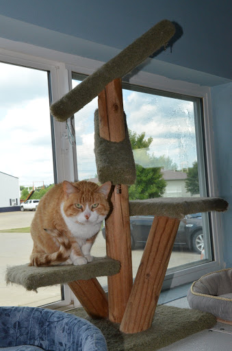 Kennel «Cedar Run Pet Boarding and Daycare», reviews and photos, 2705 Stonegate Ct, Hiawatha, IA 52233, USA