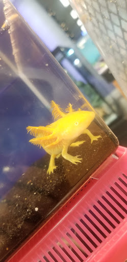 Pet Store «Exotic Fish & Pets», reviews and photos, 3272 N 5th Street Hwy, Reading, PA 19605, USA