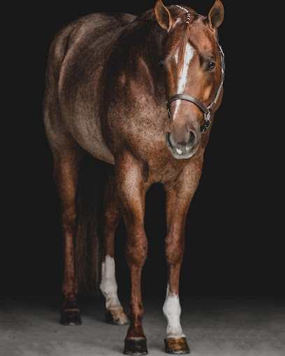 Nicole DeLynn Equestrian Photography