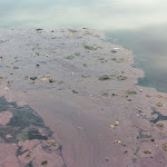 Photo n°2 de l'avis de Carlo. fait le 21/11/2023 à 11:55 sur le  Lago Amici delle Gerole à Borgosatollo