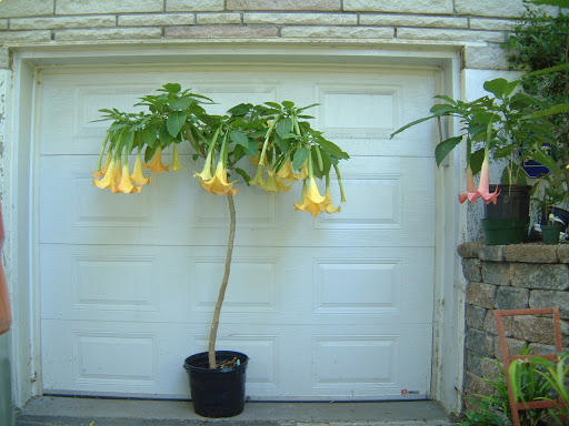 Flora Exotica Greenhouse