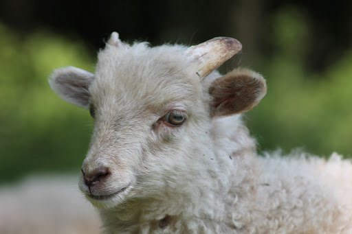 Kinderboerderij de Kraal