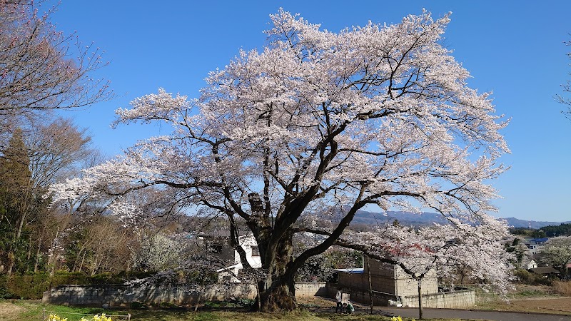 弥明の桜