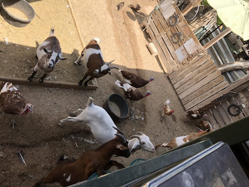 Zoo «Jr Pony Parties», reviews and photos, 1744 N Leonard Ln, Las Vegas, NV 89108, USA