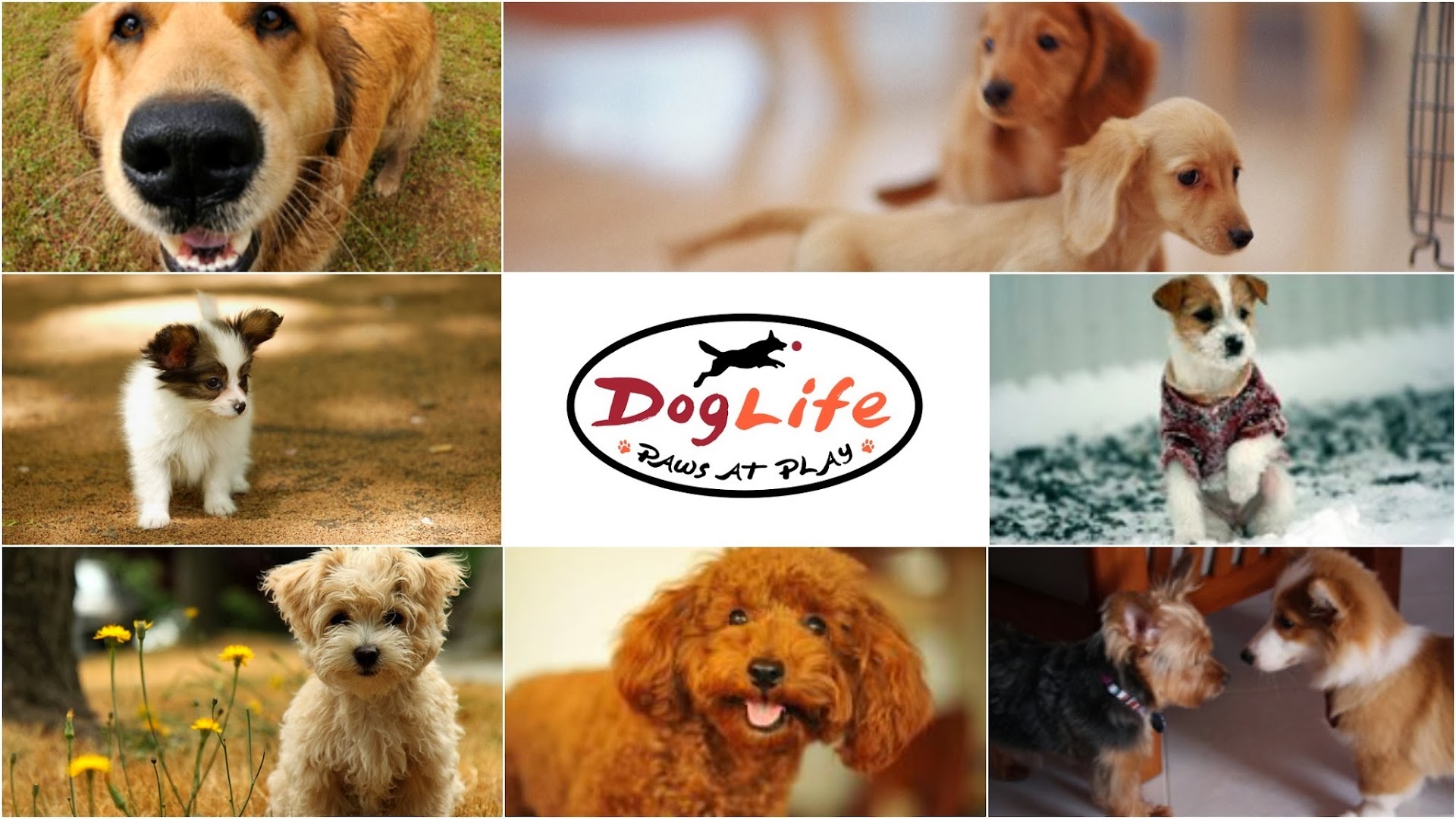 DogLife Broomfield, Colorado