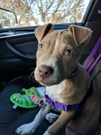 Pet Supply Store «Pet Food Warehouse», reviews and photos, 2500 Williston Rd, South Burlington, VT 05403, USA