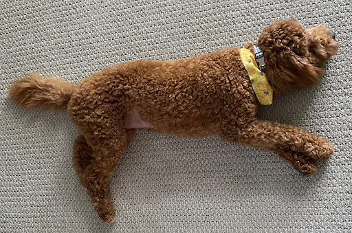 Pet Supply Store «EarthWise Pet Supply», reviews and photos, 7316 Yankee Rd, Liberty Township, OH 45044, USA