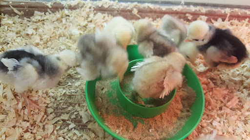 Animal Feed Store «Burns Feed Store», reviews and photos, 29215 SE Orient Dr, Gresham, OR 97080, USA