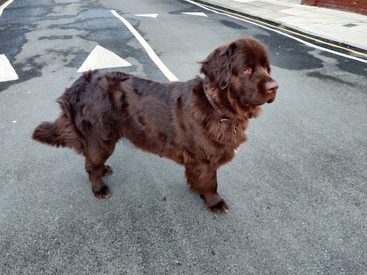 Whitehouse Dog Grooming