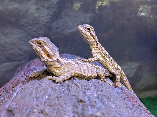 Pet Supply Store «Petco Animal Supplies», reviews and photos, 22 Peninsula Center, Rolling Hills Estates, CA 90274, USA