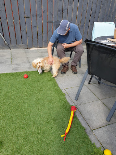 K9 Edinburgh - Dog trainer