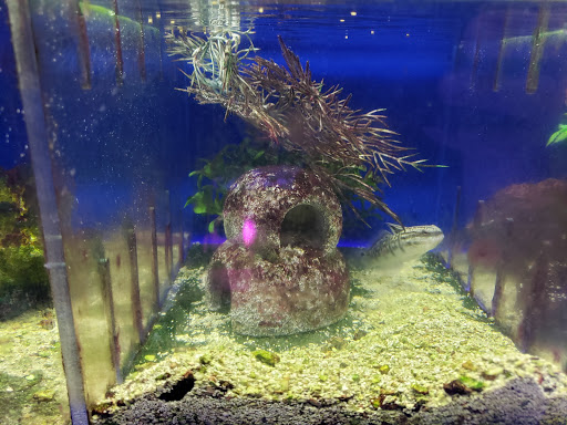 Pet Store «Moby Dick Pet Store Inc», reviews and photos, 3700 Sashabaw Rd, Waterford Twp, MI 48329, USA