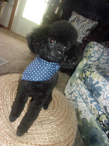 Pet Store «Little Critters», reviews and photos, 2712 Pennsylvania Ave, Weirton, WV 26062, USA