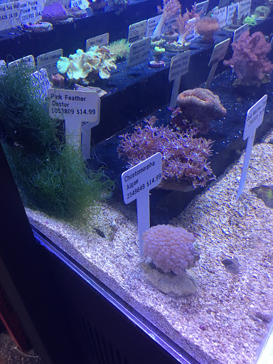 Pet Supply Store «Petco Animal Supplies», reviews and photos, 5700 100th St SW, Lakewood, WA 98499, USA