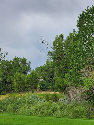 Golf Club «Highlands Ranch Golf Club», reviews and photos, 9000 Creekside Way, Highlands Ranch, CO 80129, USA