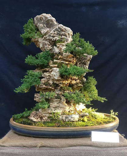 Grow green bonsai, noida