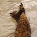 Photo n° 1 de l'avis de WENXIU.A fait le 30/12/2023 à 12:15 pour Campanile Aix Les Bains à Aix-les-Bains