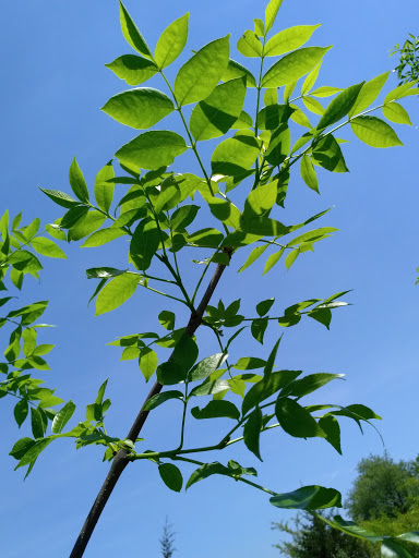 Nature Preserve «Arthur L. Janura Forest Preserve», reviews and photos, IL-58, Elgin, IL 60120, USA