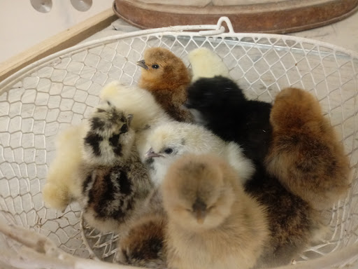 Poultry Farm «R Farm», reviews and photos, 1041 Farm-To-Market 2537, San Antonio, TX 78221, USA