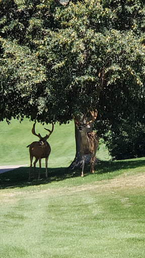 Golf Course «Bountiful Ridge Golf Course», reviews and photos, 2430 Bountiful Blvd, Bountiful, UT 84010, USA