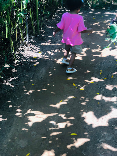 Tourist Attraction «Sunflower Maze», reviews and photos, South St, Middlefield, CT 06455, USA