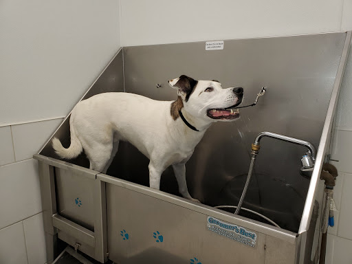 Pet Supply Store «Pet Life | Supplies, Services & Knowledge», reviews and photos, 307 Great Rd, Bedford, MA 01730, USA