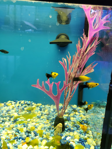Pet Store «Claremont Pet & Aquarium Center», reviews and photos, 201 Washington St, Claremont, NH 03743, USA