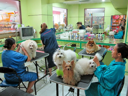 Dog Glory Pet Shop & Grooming Center