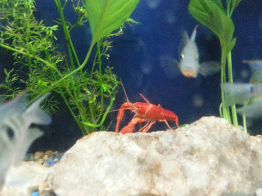 Pet Supply Store «Pet Station Jackson», reviews and photos, 1617 E Michigan Ave, Jackson, MI 49202, USA