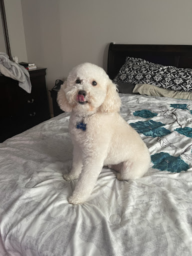 Pet Store «Phase II Pet Grooming», reviews and photos, 1700 Mile Hill Dr, Port Orchard, WA 98366, USA