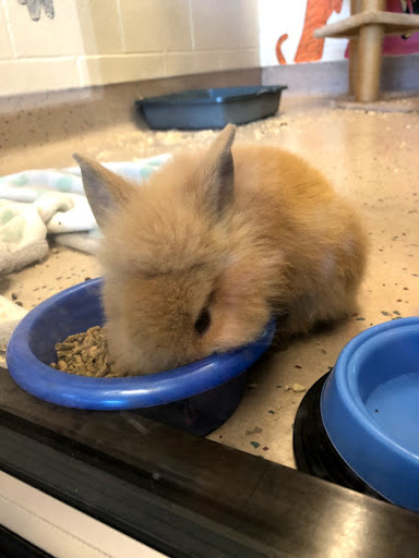 Tehama County Animal Care Center image