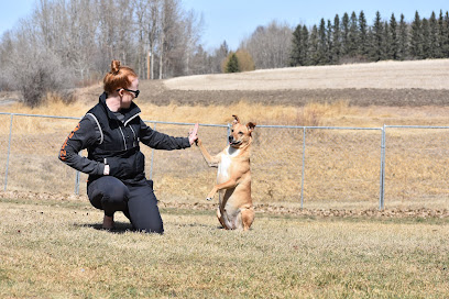 Freedom Dog Training & Behaviour