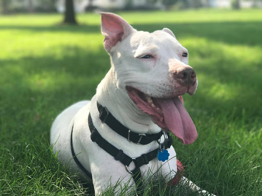 Park «Kawameeh Park», reviews and photos, 1750 Morris Ave, Union, NJ 07083, USA