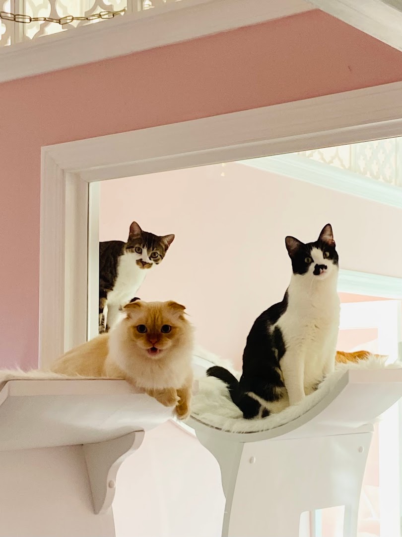 MeowLuxe Hotel