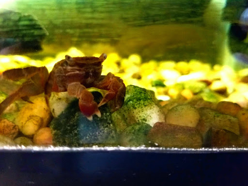 Pet Supply Store «Pet World», reviews and photos, 6527 Centralia Rd, Chesterfield, VA 23832, USA