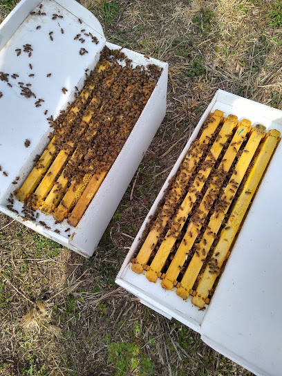 Hoosier Honey Bees