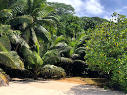 Foto de Anse Patates Beach com relativamente limpo nível de limpeza