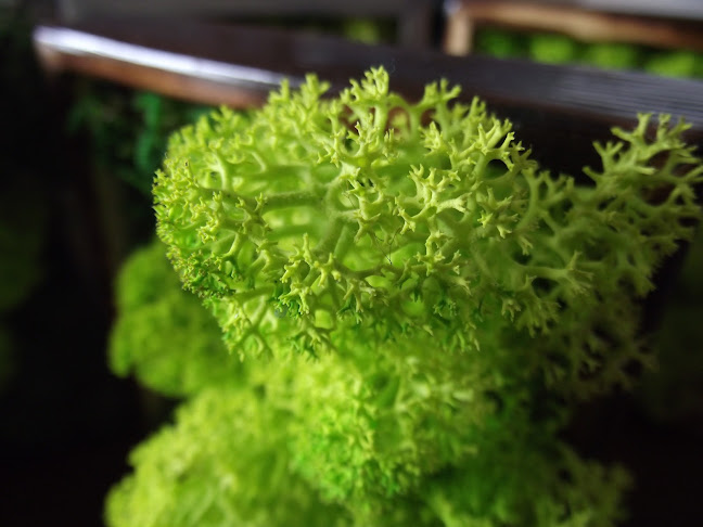 Moss n Art - Thinking Green! - Jardins Verticais de Musgos Preservados e Plantas Naturais Preservadas e Artificiais