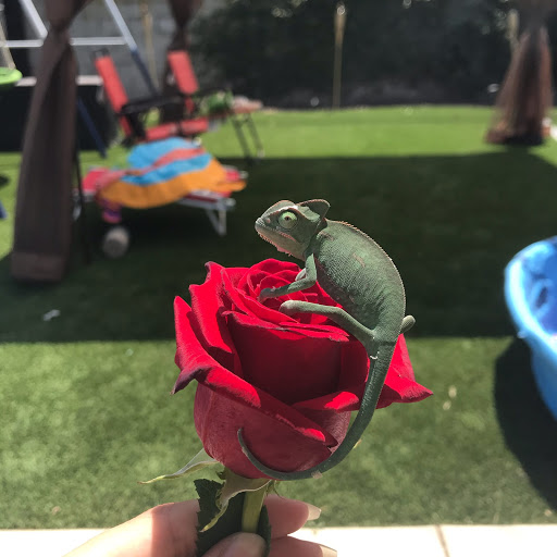 Pet Store «Planet Pet Shop», reviews and photos, 6624 Eastern Ave, Bell Gardens, CA 90201, USA