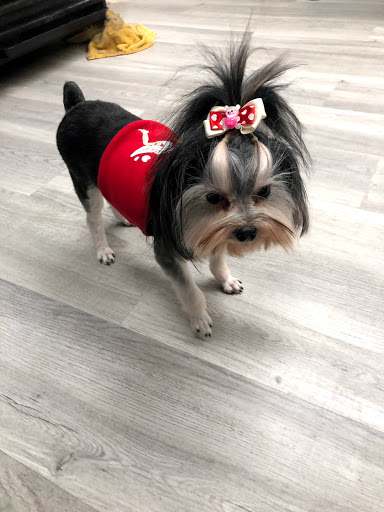 Pet Store «La Bone Pet Spa», reviews and photos, 8739 Stirling Rd, Cooper City, FL 33328, USA
