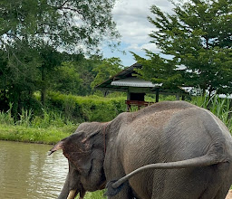 Elephant Retirement Park photo