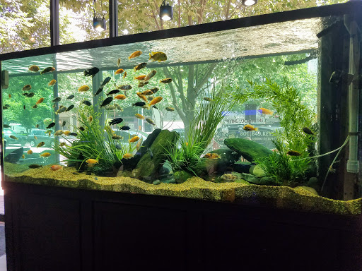 Tropical Fish Store «Picasso Exotic Aquatics», reviews and photos, 11560 Ash St, Leawood, KS 66211, USA