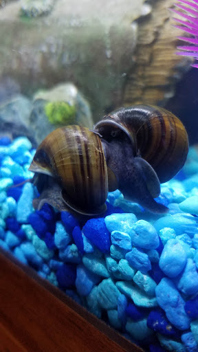 Pet Supply Store «Pet Supplies Plus», reviews and photos, 585 Moseley Rd, Fairport, NY 14450, USA